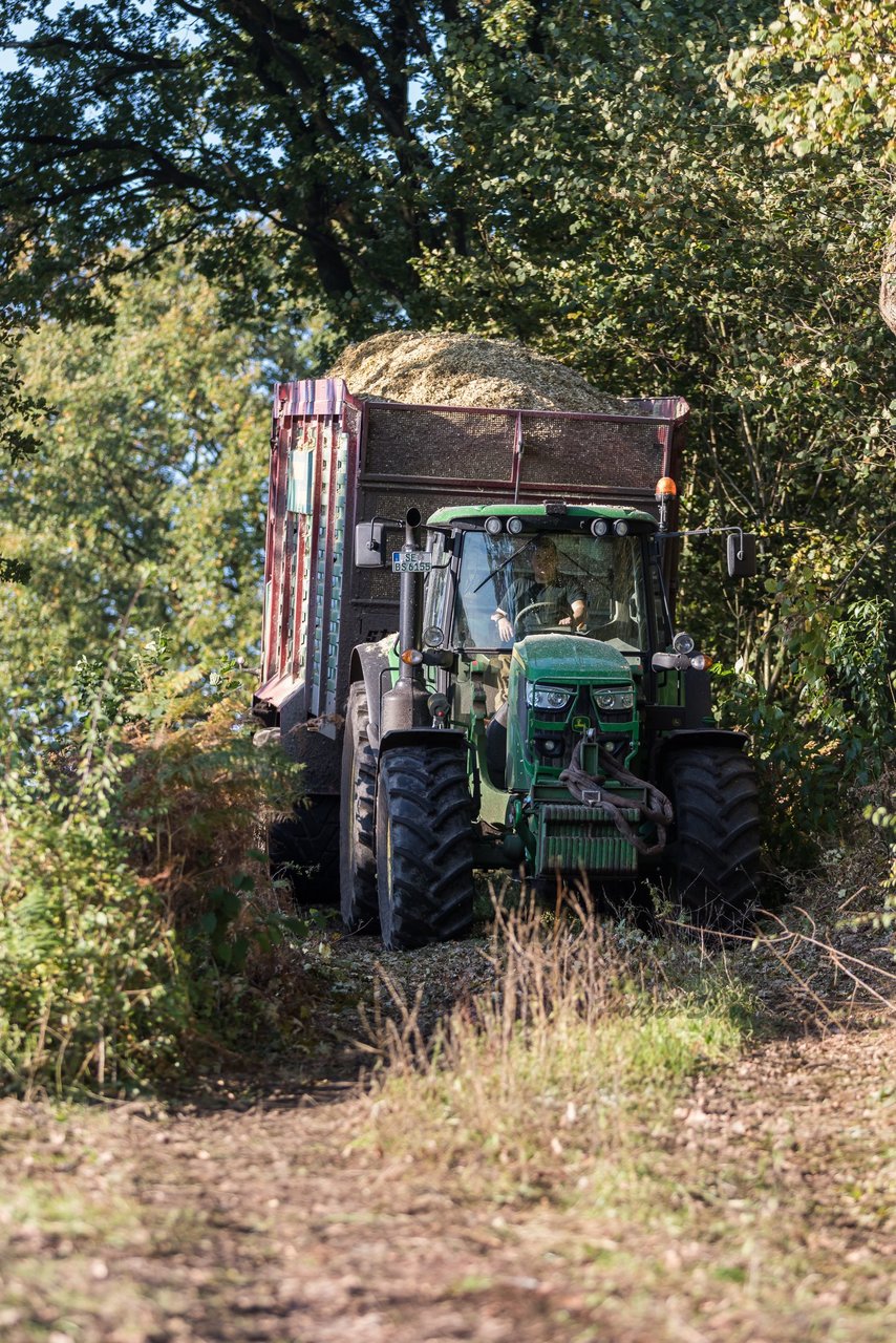 Bild 117 - Maisernte